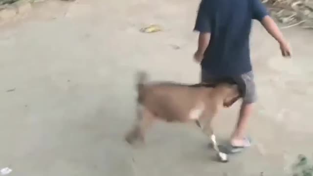 Indian goat and boy funny videos