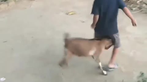 Indian goat and boy funny videos