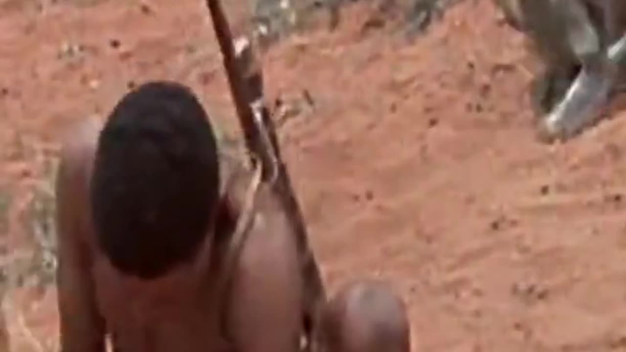 How to get thing from - baboon back - bushman - kalhari