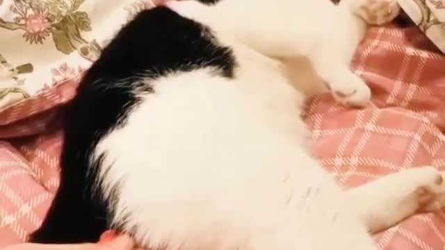 THAT'S why I didn't expect it! FUNNY PETS 😂😂😂