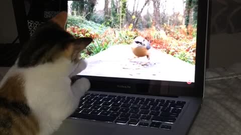 Cat looking at bird video on laptop