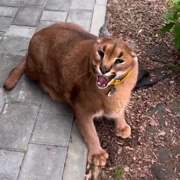 Pumba is happy to see you |Funny animal videos|try not to laugh