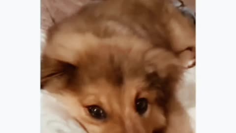 Damn cute and adorable pets.