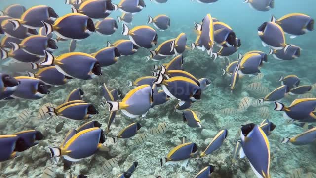 Powder Blue Surgeonfish