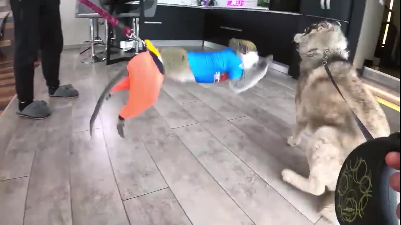 Husky dog trying to meet a monkey