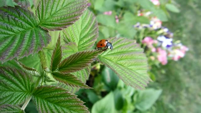 Ladybug walking in nature