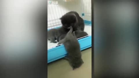 Cute Kittens Playing