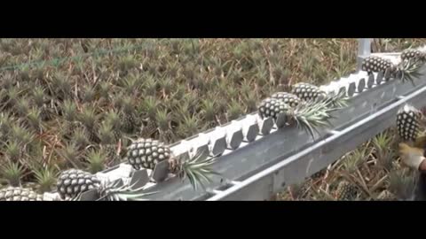 Use teleportation to harvest pineapples