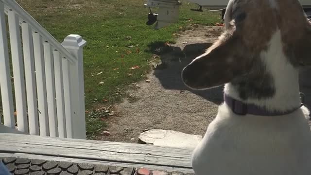 Small dog sits on porch and howls at passing train