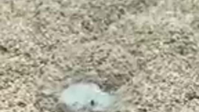 Funny Snakecat dog animals videos_