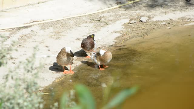 ducks wash their noses