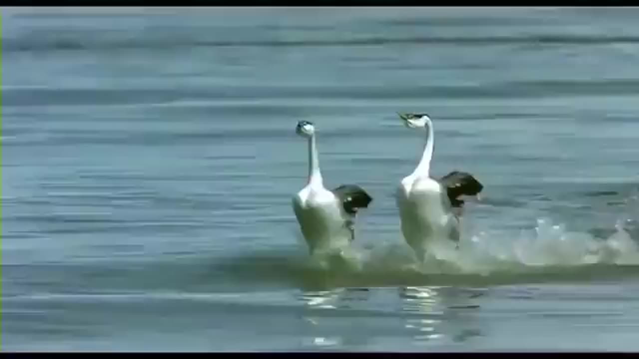 Bird Couple Dance