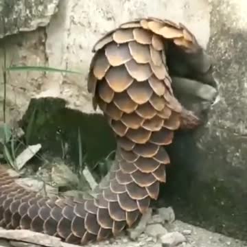 Hunxuzi chuckled, and then he didn't say much nonsense