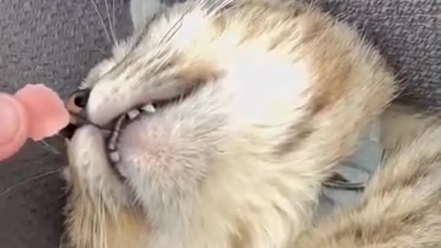 Top funny cats video 2022