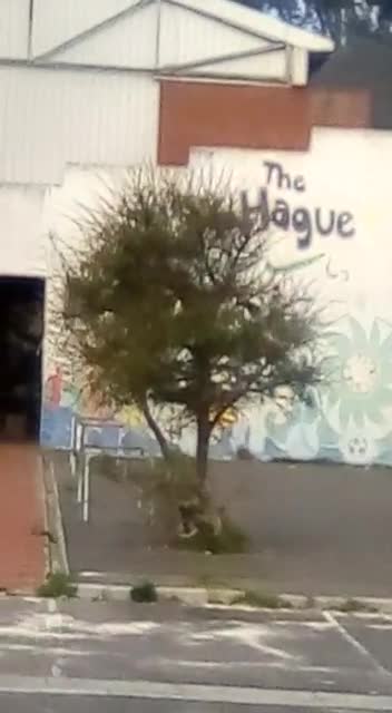 Mayhem as rioters destroy centre in Delft