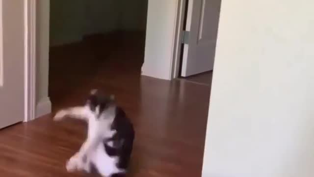 dancing cute cat