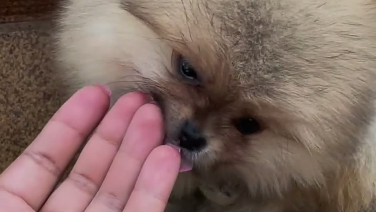 Pomeranians_ Your Ultimate Best Friends!