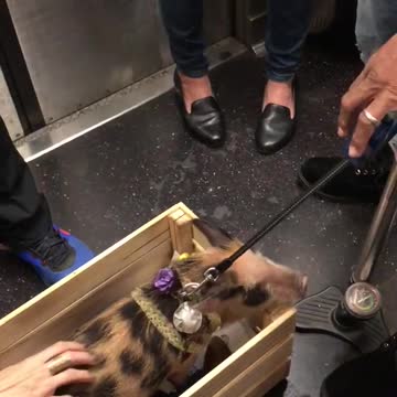 Black spotted pig subway train in wooden crate