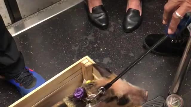 Black spotted pig subway train in wooden crate