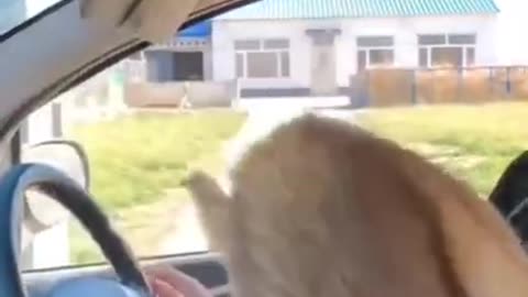 Funny Videos