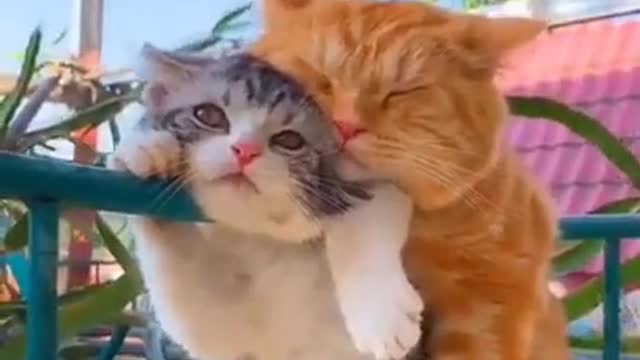 Cute Cat Compilation - Just sleepy_joy_cat_ _ AmazingTop10 - Short