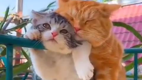 Cute Cat Compilation - Just sleepy_joy_cat_ _ AmazingTop10 - Short