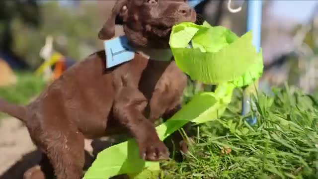 My favorite dogs @