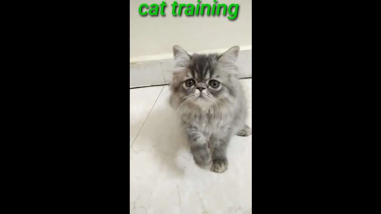 Best cat training videos| cat training skills|| cat teaching # short