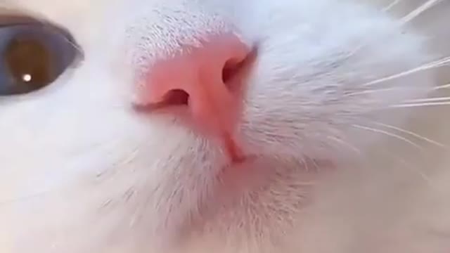 🐈🐈🐈🐈🐈🐈 video cat