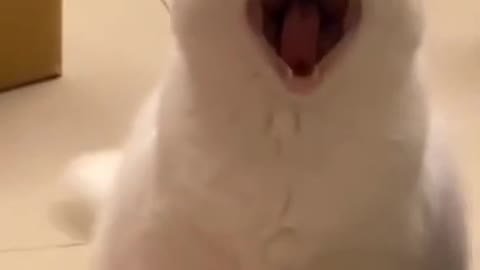 Cute animal videos #shorts (6)