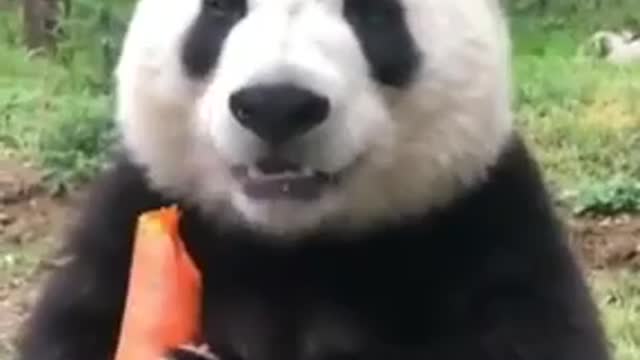 Panda Bear eating carrots ♥