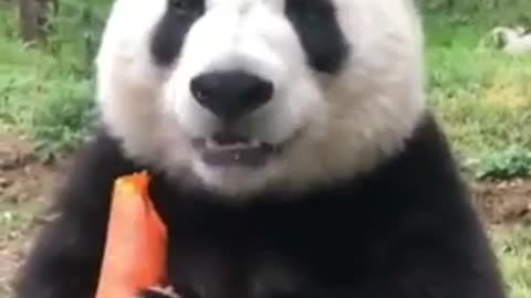 Panda Bear eating carrots ♥