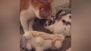 Cat Gives Kisses To Bunny Best Friend