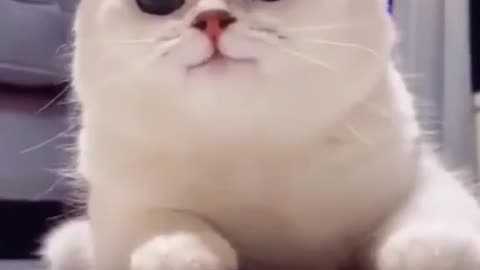 Cat Can Also Smile 😀
