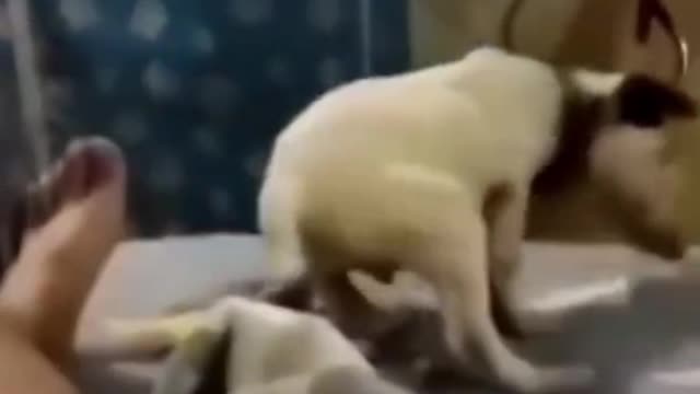 Funny Pets TikTok