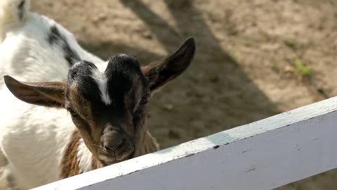 Baby goat is in zoo