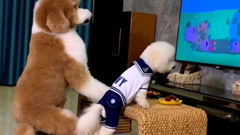 funny animals