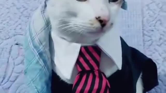 Cute cat