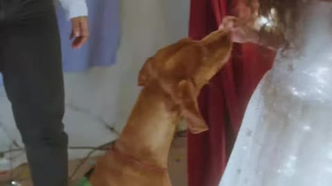 My dog the hero dragon saved my princess dream #8