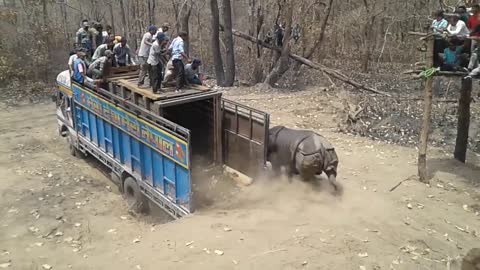 welcoming new rihno in national park