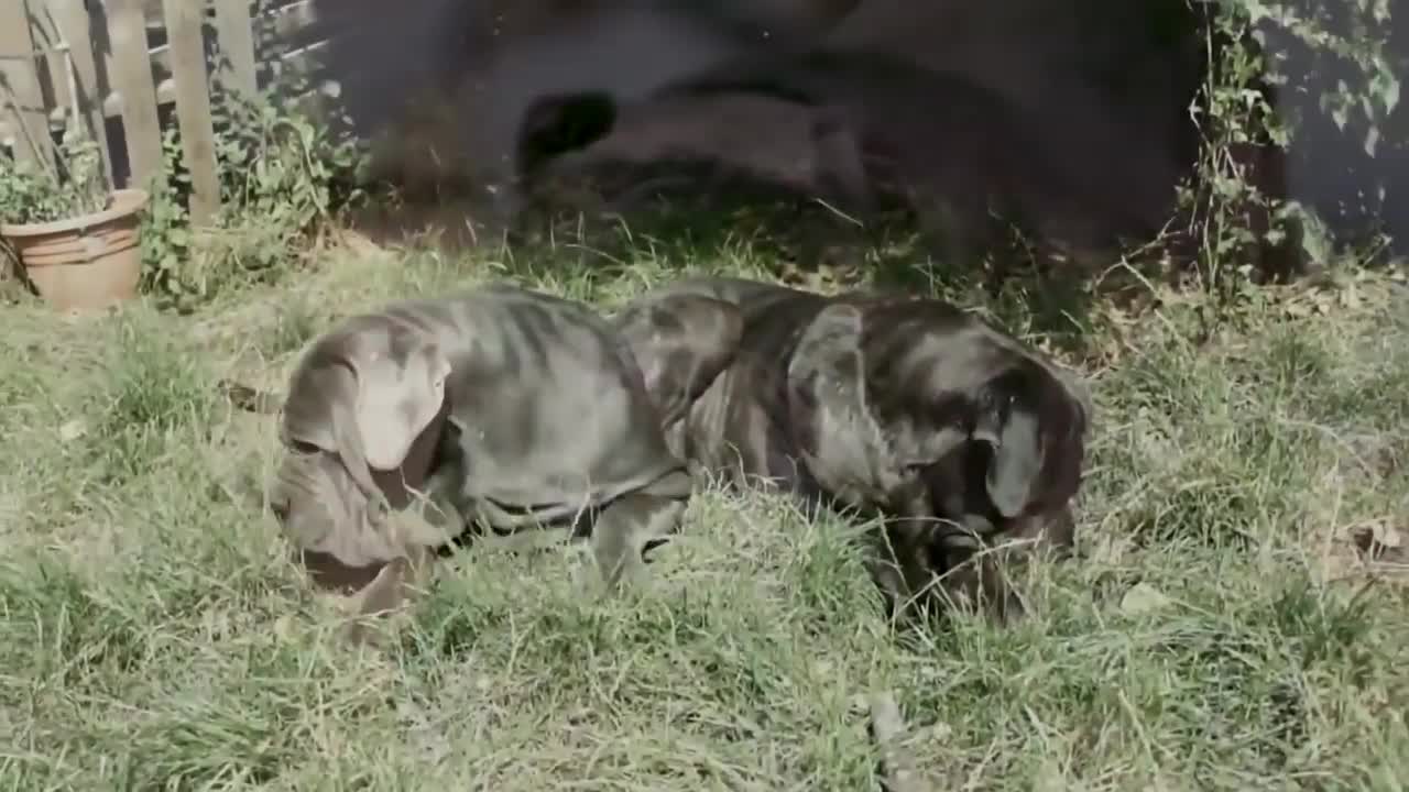 Don't watch top 10 most aggressive dogs on the plannet