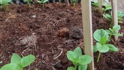 How to grow vegetable SPINACH at home.