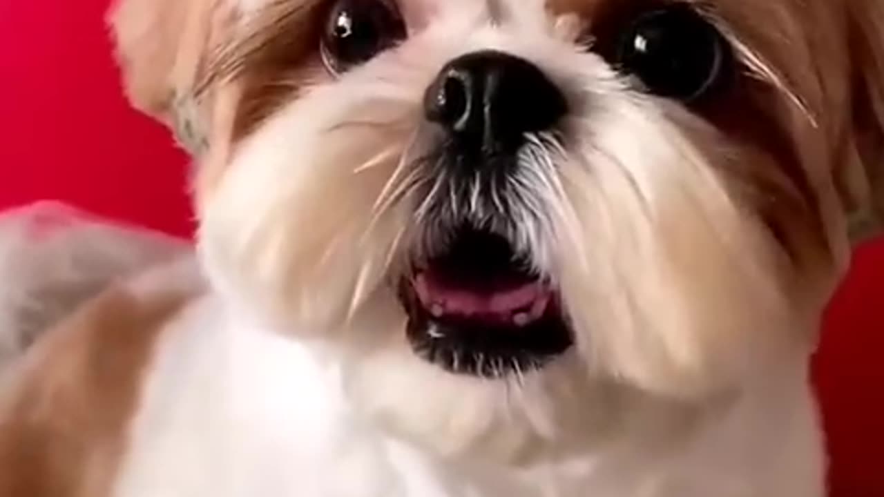 shihtzu Dog Barking- ShihTzu barking #dogs #shihtzupuppies #cat #cute #kitten