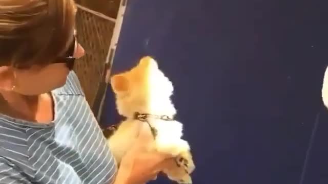 puppy relying on owner