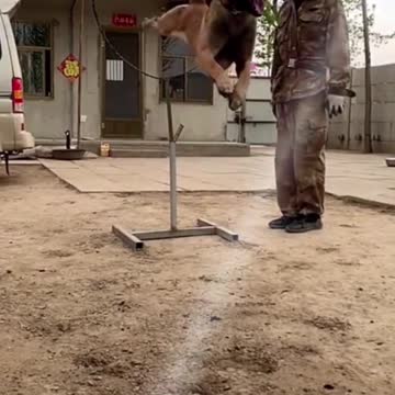 Dog Jump In The Ring | Dog Training