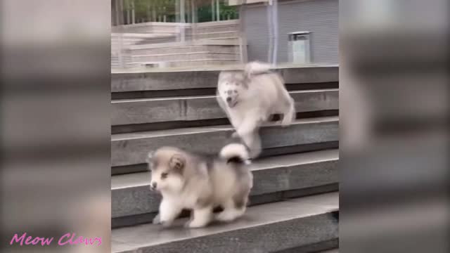 Cute Alaskan Puppy Adorably on The Slides