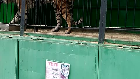 Tiger in a cage