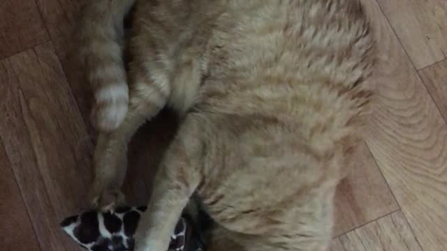 Cat Possessed by Catnip Attacks Toy with Ninja Moves