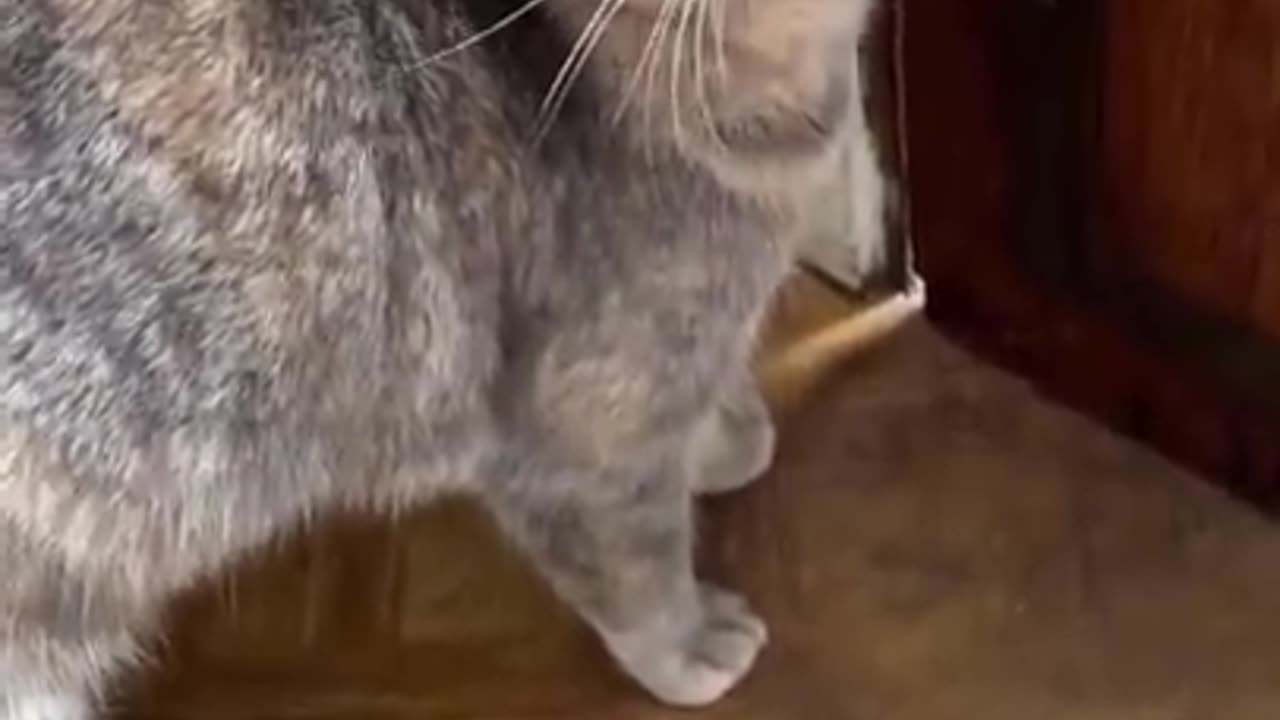 Sounds that attarct cat