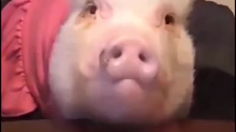 Pig in the city